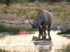 breitmaulnashorn-etoscha