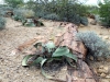 welwitschia-im-versteinerten-wald