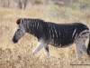 zebra-etoscha