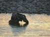 zebras-in-etoscha