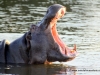 12_hippo