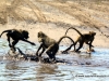 21_monkeys