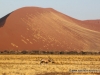 82_namib_oryx