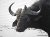 buffalo-mit-vogel-buffalo-and-bird