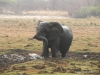 elefant-2-elephant-2