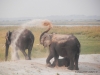 elefant-chobe-elephant-chobe