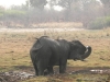 elefant-elephant