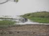 hippo-chobe