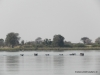 hippos