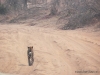 leopar-chobe-lepard-chobe