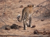 leopar-chobe2-lepard-chobe2