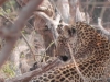 leopard-chobe-3-lepard-chobe-3