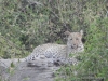 leopard-chobe-lepard-chobe