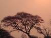sonnenuntergang-chobe-sunset-chobe