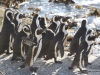 afrikanische-pinguinkolonie