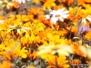 blumenmeer