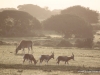 buntboecke-und-eland-de-hoop