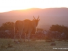 eland-bei-sonnenuntergang