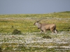 eland-in-blumnmeer