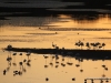 flamingos