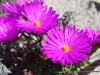 mittagsblumen