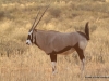 oryx-kalahari