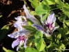 flora-am-kap-1