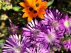 flora-am-kap-11