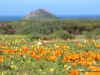flora-am-kap-13
