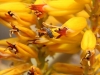flora-am-kap-19