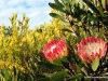 flora-am-kap
