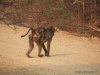 baboons