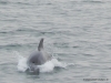 delfine-tour-2-dolphin-tour2