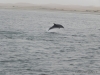 delfine-tour-dolphin-tour