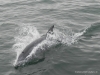 delfine-tour3-dolphin-tour3