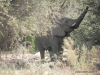 desert-elephant