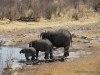 elefanten-am-wasserloch-etoscha-elephants-at-waterhole-etosha