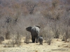 elefanten-etoscha-elephants-etosha