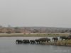 elefanten-im-fluss-elephants-across-the-river