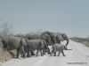 elephanten-etoscha-elephants-etosha