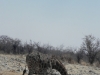 giraffe-2-etosha