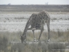 giraffe-etosha