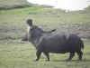 hippo-chobe-2