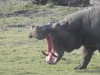 hippo-chobe-3