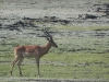 impala