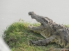 krokodil-chobe-crocodile-chobe