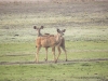 kudus