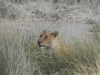 loewe-2-etoscha-lion-2-etosha