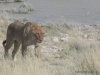 loewe-etoscha-lion-etosha