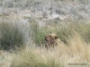 loewe-etosha-lions-etosha